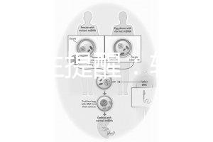 兒科醫生提醒：輪狀疫苗有不良反應，輕微表現持續時間短