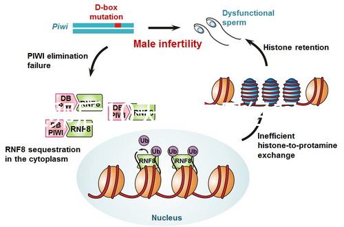 取卵后10天會來月經嗎？快拿小本本記好準確時間