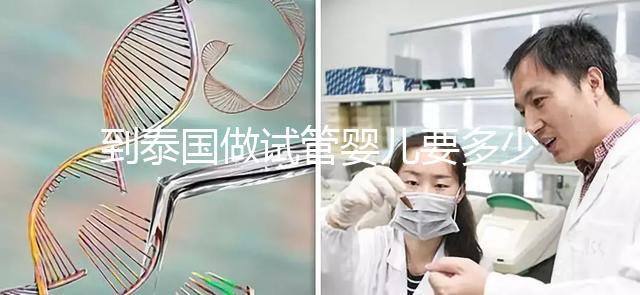 到泰國做試管嬰兒要多少錢(到泰國做試管嬰兒要多少錢費(fèi)用)