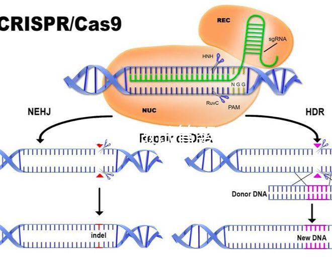 在新加坡做試管嬰兒要多少錢，和馬來西亞的價格差別不大