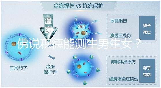 佛說積德能測生男生女？60秒說清楚胎兒性別是否天注定