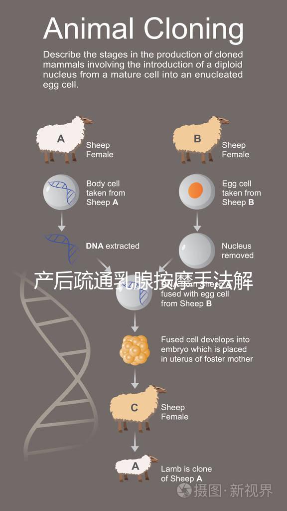 產后疏通乳腺按摩手法解密，不用吸奶器輕松搞定堵奶、奶結
