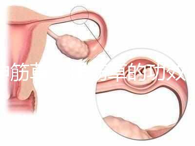 伸筋草(伸筋草的功效作用與主治)