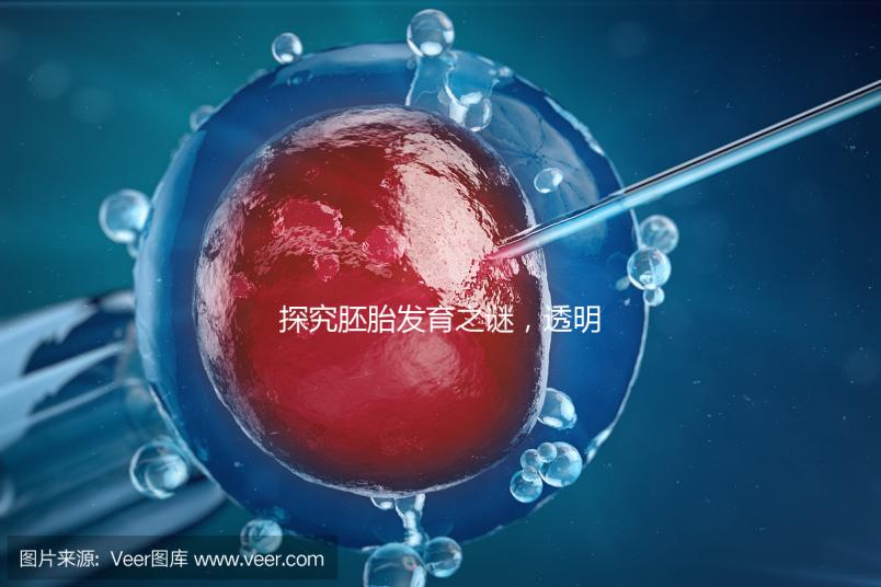 探究胚胎發(fā)育之謎,透明帶出現(xiàn)和消失時間有規(guī)律