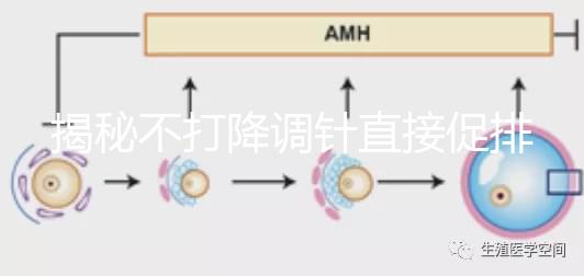 揭秘不打降調(diào)針直接促排的影響,是否妨礙懷孕一目了然