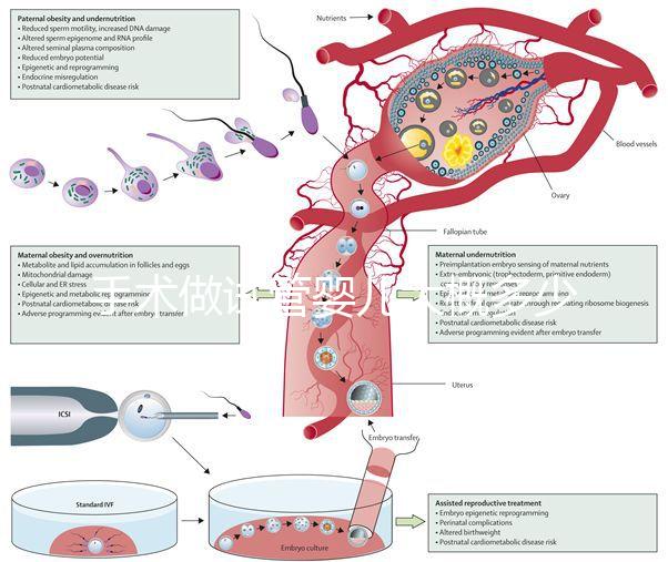 手術(shù)做試管嬰兒大概多少錢(qián)（手術(shù)做試管嬰兒大概多少錢(qián)啊）