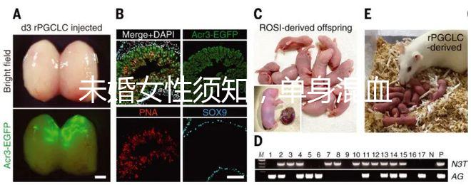 未婚女性須知，單身混血試管不是你想做就能做！