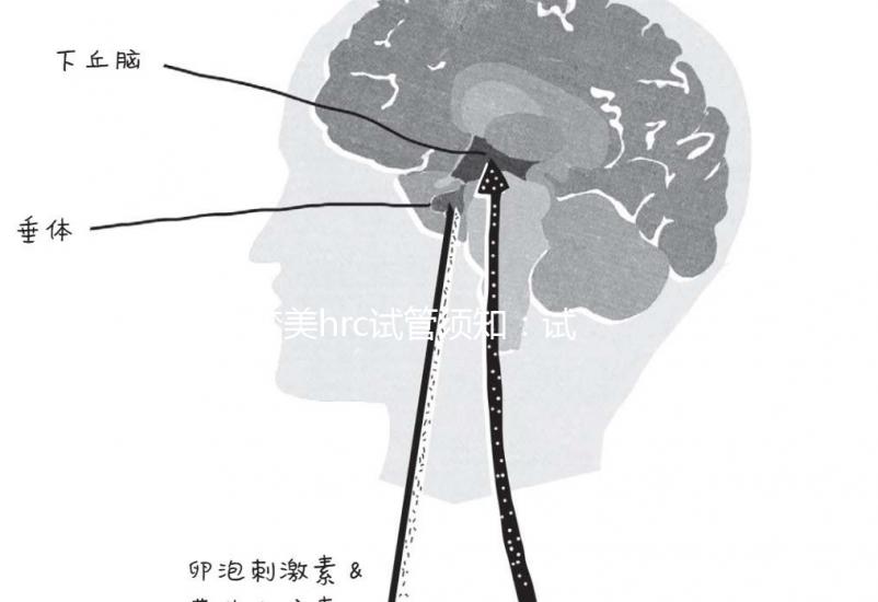 夢美hrc試管須知：試管嬰兒提升成功率有這幾個(gè)方法
