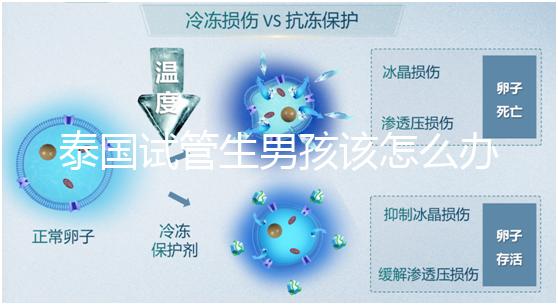 泰國試管生男孩該怎么辦？詳細(xì)助孕流程快速收集