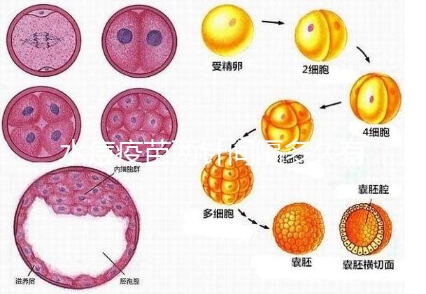 水痘疫苗兩針間隔多久有規(guī)定,第二針什么時候按年齡來算