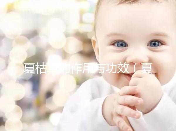 夏枯草的作用與功效(夏枯草的作用與功效主治)