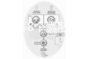 如何回答8個(gè)囊胚的三代篩查淘汰率？剩下幾篇文章可以說清楚