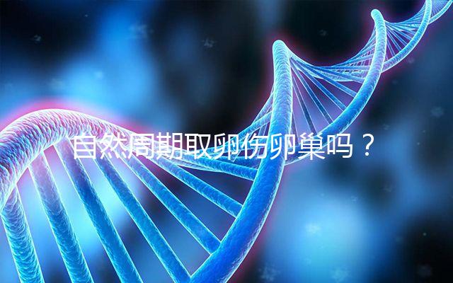 自然周期取卵傷卵巢嗎？對女性的這3大影響不能忽視