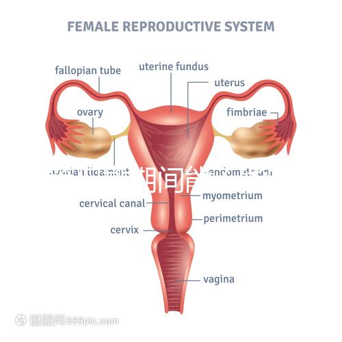 試管促排期間能不能喝黃芪湯看你怎么煲，當(dāng)歸、枸杞慎放