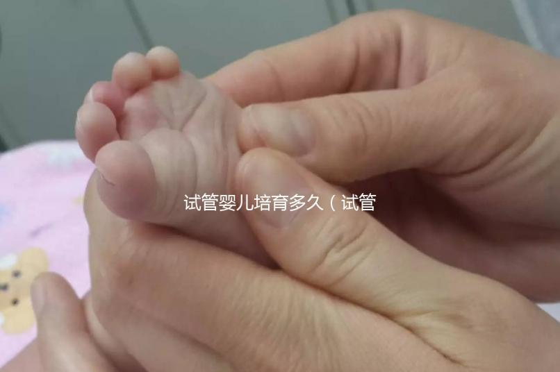 試管嬰兒培育多久(試管嬰兒培育多久移植母體)