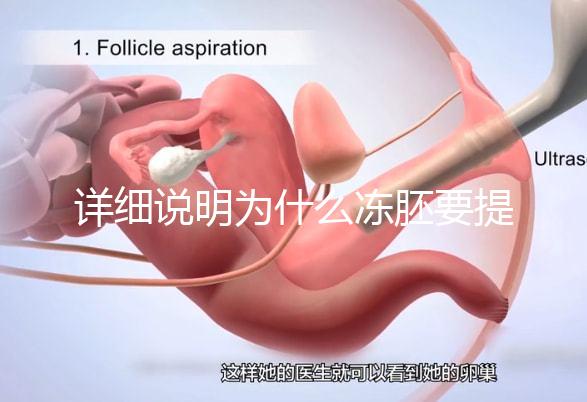 詳細說明為什么凍胚要提前一兩天解凍，有沒有影響一目了然