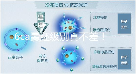 6ca囊胚級(jí)別真不差！嘗試移植才有機(jī)會(huì),有信心才能“好孕”